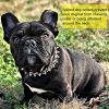 Adjustable Microfiber Leather Spiked Studded Dog Collar with a Squeak Ball Gift for Small Medium Large Pets Like Cats/Pit Bull/Bulldog/Pugs/Husky - PI